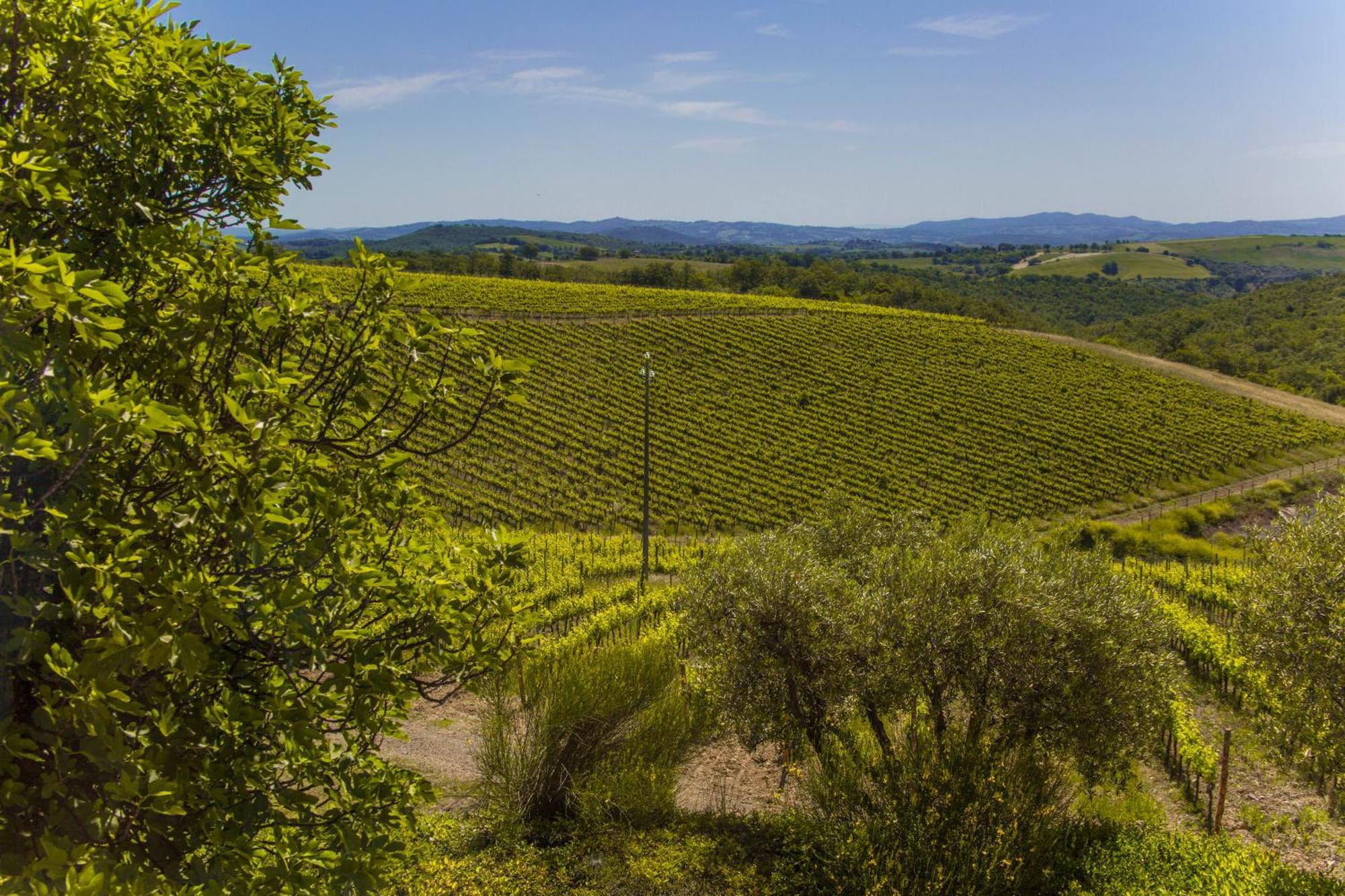 Villa Fattoria Di Magliano Winery à Magliano in Toscana Chambre photo