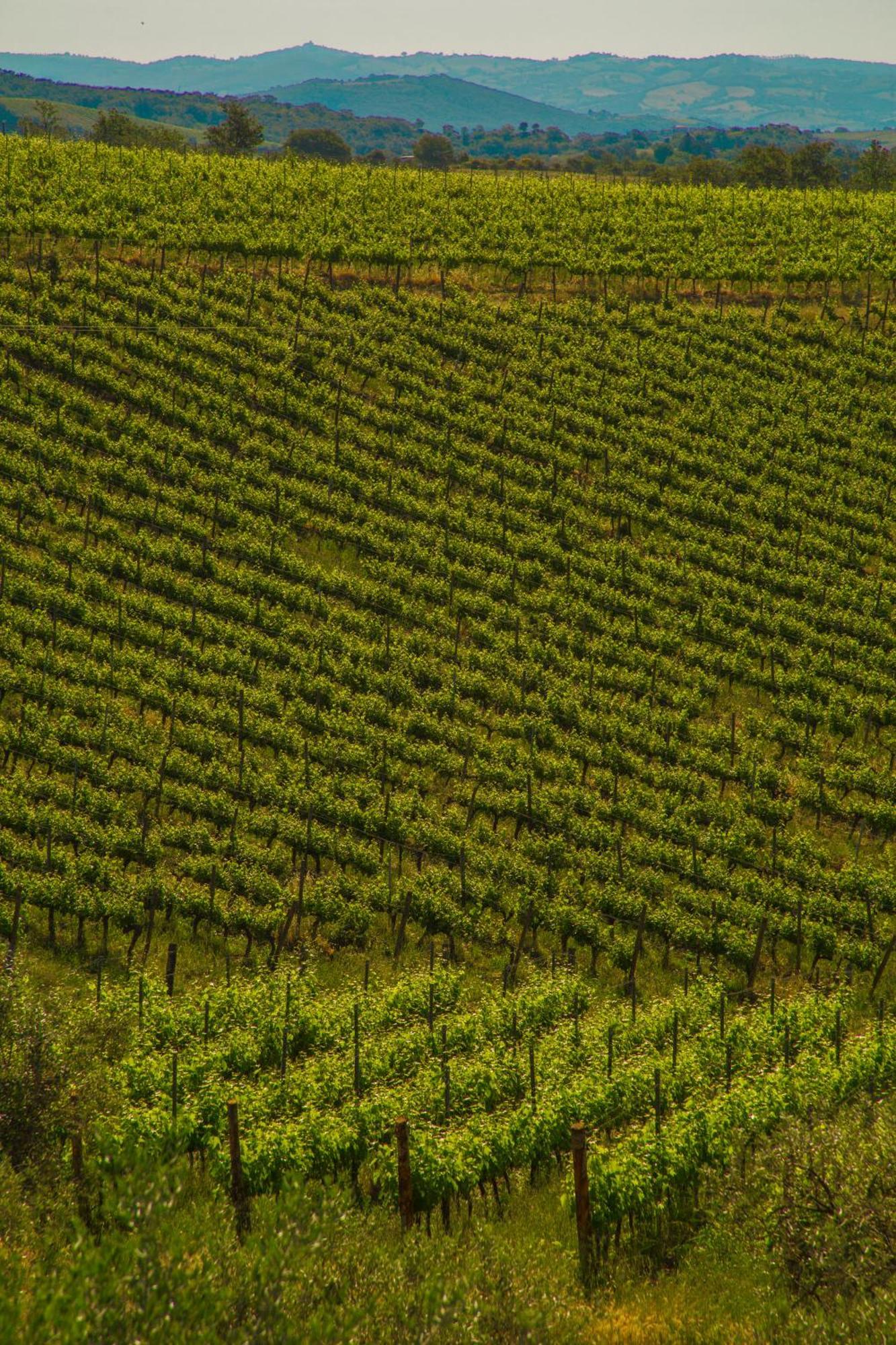 Villa Fattoria Di Magliano Winery à Magliano in Toscana Chambre photo