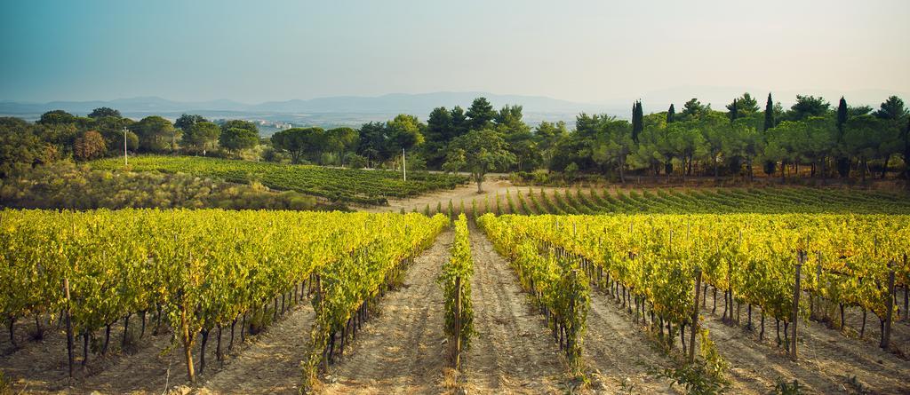Villa Fattoria Di Magliano Winery à Magliano in Toscana Extérieur photo